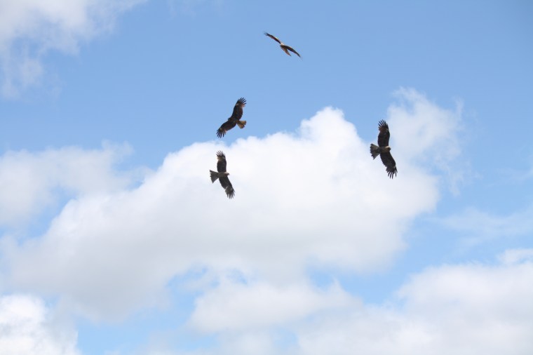 formasi lingaran elang