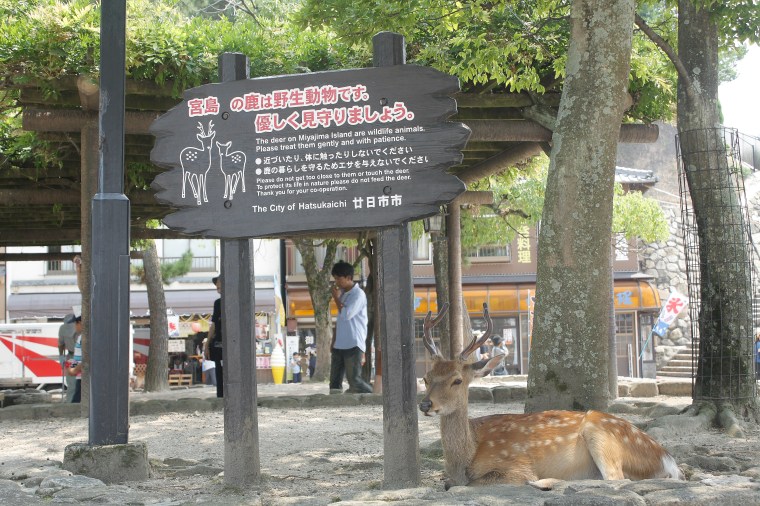 rusa miyajima