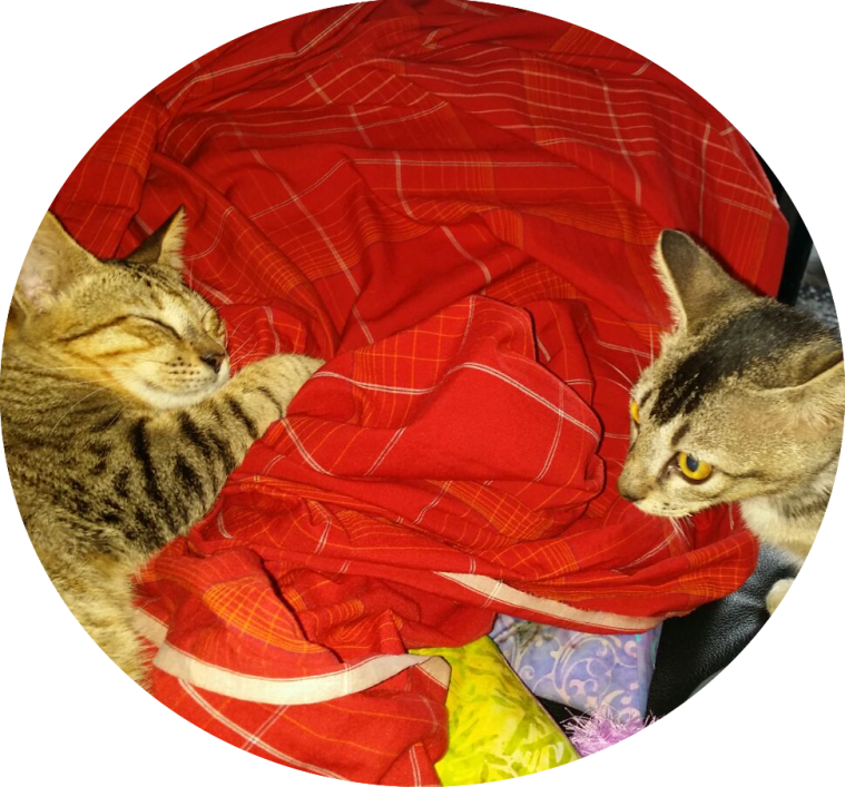 whatsapp-image-2016-11-07-at-11-14-18-am